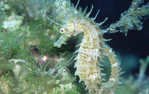 世界上最大的海馬 巨型海馬長達0.34米