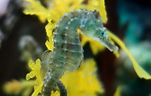 世界上最大的海馬 巨型海馬長達0.34米