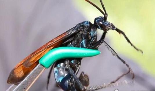 世界上最耐咬的男人 把自己的身體送給猛獸撕咬