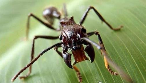 世界上最毒的螞蟻 被子彈蟻咬傷之后會痛的你終生難忘