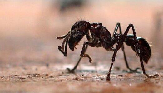 世界上最毒的螞蟻 被子彈蟻咬傷之后會痛的你終生難忘