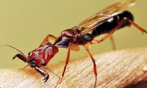 世界上最毒的螞蟻 被子彈蟻咬傷之后會痛的你終生難忘