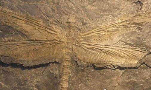 史上最大的昆蟲 巨脈蜻蜓翅膀張開長達75厘米