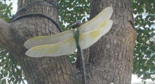 史上最大的昆蟲 巨脈蜻蜓翅膀張開長達75厘米