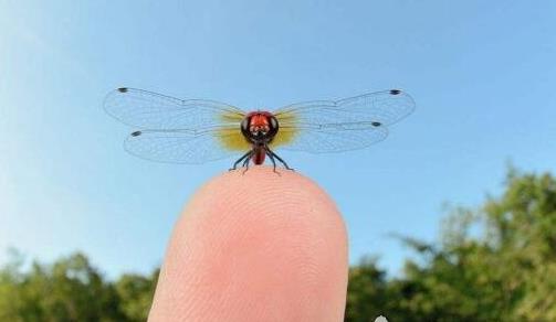 史上最大的昆蟲 巨脈蜻蜓翅膀張開長達75厘米