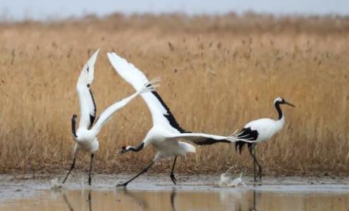 世界上壽命最長的鳥 可活70歲的老鷹只能排第二第一活到百歲