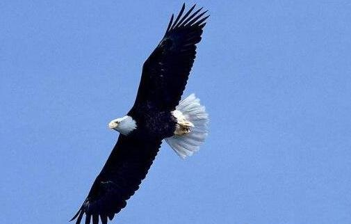 世界上壽命最長的鳥 可活70歲的老鷹只能排第二第一活到百歲