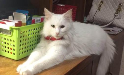 世界上最古老的長毛貓 土耳其安哥拉貓起源于16世紀