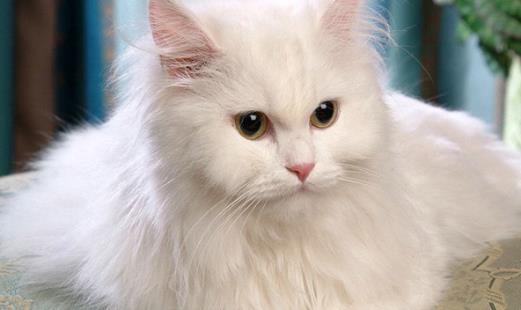 世界上最古老的長毛貓 土耳其安哥拉貓起源于16世紀