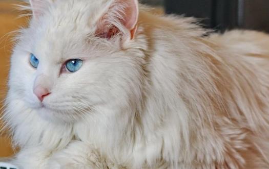 世界上最古老的長毛貓 土耳其安哥拉貓起源于16世紀