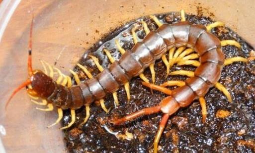 亞洲最大的蜈蚣 越南巨人蜈蚣長達30cm有劇毒