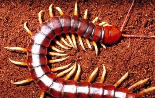 亞洲最大的蜈蚣 越南巨人蜈蚣長達30cm有劇毒
