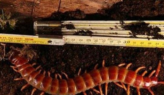 亞洲最大的蜈蚣 越南巨人蜈蚣長達30cm有劇毒