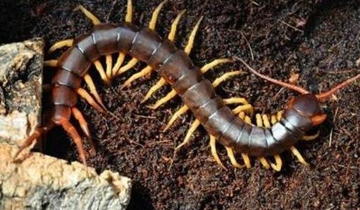 亞洲最大的蜈蚣 越南巨人蜈蚣長達30cm有劇毒