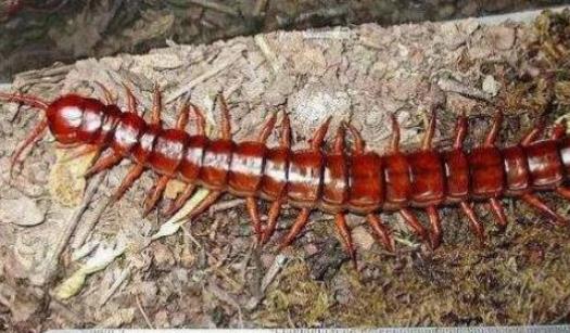 亞洲最大的蜈蚣 越南巨人蜈蚣長達30cm有劇毒