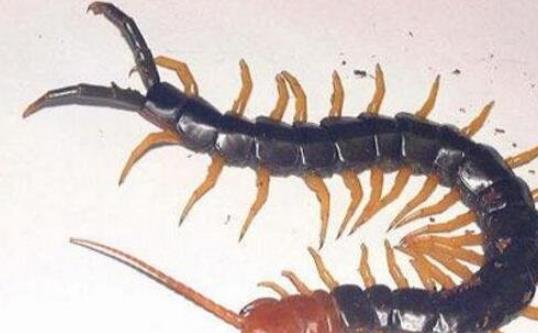 亞洲最大的蜈蚣 越南巨人蜈蚣長達30cm有劇毒