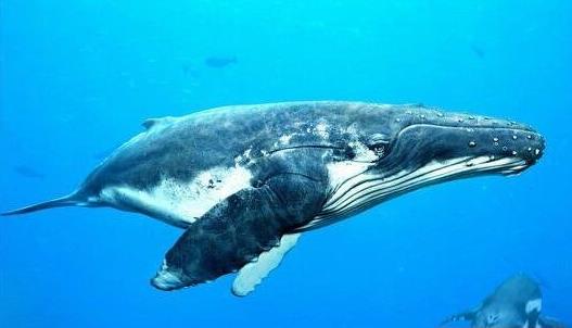 世界上最早的鯨魚 古蜥鯨竟是從樹上跑下來的