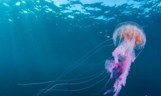 世界上最小的水母 伊魯坎吉水母不及人的指甲蓋大