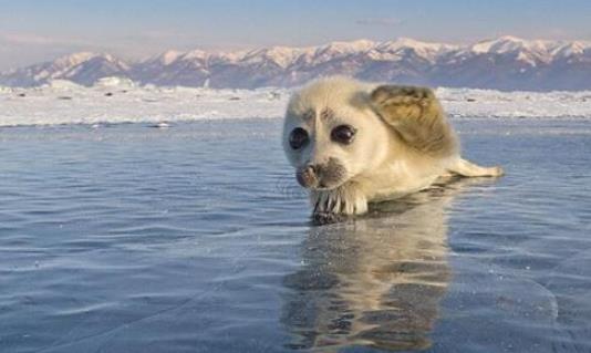 世界上最小的海豹 貝加爾海豹體長1米左右 生活在淡水中