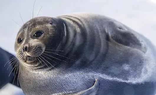 世界上最小的海豹 貝加爾海豹體長1米左右 生活在淡水中