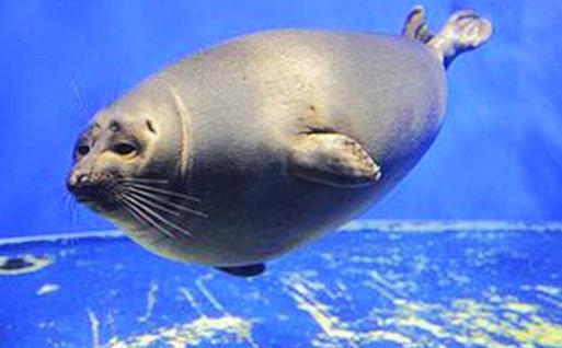 世界上最小的海豹 貝加爾海豹體長1米左右 生活在淡水中