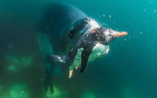 世界上最兇猛的海豹 豹形海豹會捕食其他海豹