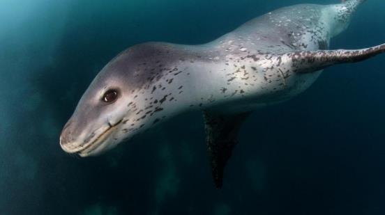 世界上最兇猛的海豹 豹形海豹會捕食其他海豹