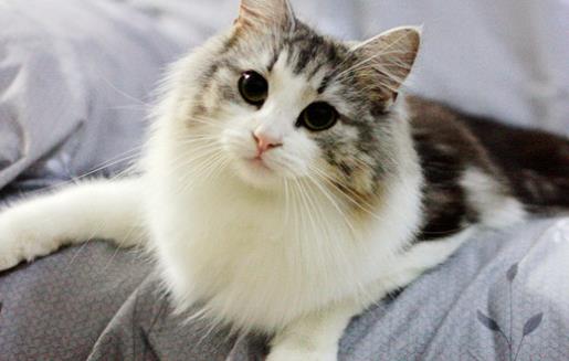 世界上最耐寒的貓 挪威森林貓能適應零下16度的溫度