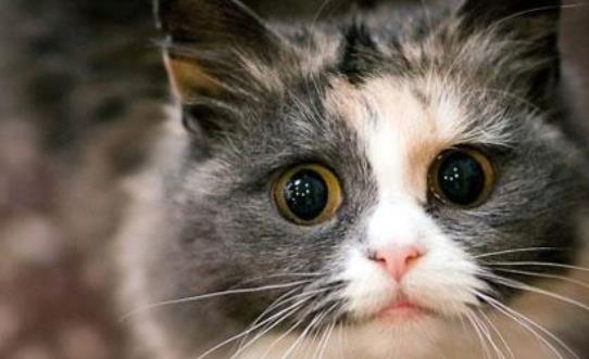 世界上最耐寒的貓 挪威森林貓能適應零下16度的溫度