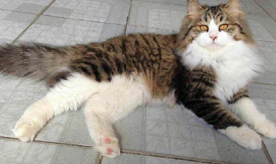 世界上最耐寒的貓 挪威森林貓能適應零下16度的溫度