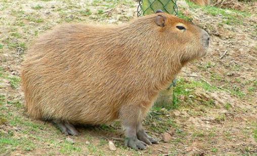 世界上最大的嚙齒動物 水豚肩高半米以上