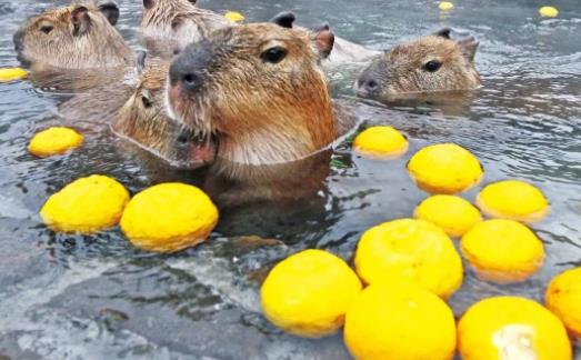 世界上最大的嚙齒動物 水豚肩高半米以上