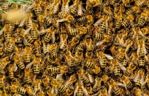 世界上最危險的蜜蜂 非洲殺人蜂已經螫死了1000多人