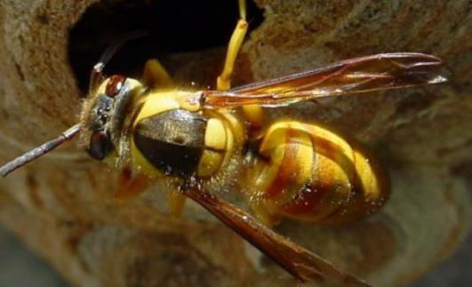 世界上最危險的蜜蜂 非洲殺人蜂已經螫死了1000多人