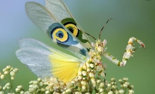 世界上最稀有的螳螂 魔花螳螂外表艷麗 雌性很少殺夫