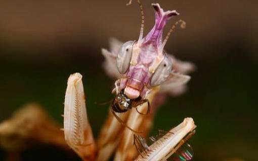 世界上最稀有的螳螂 魔花螳螂外表艷麗 雌性很少殺夫