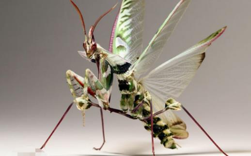 世界上最稀有的螳螂 魔花螳螂外表艷麗 雌性很少殺夫