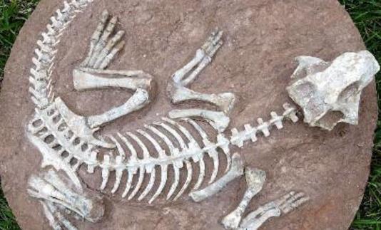 中國(guó)最大的魚龍化石 西藏采集到10米長(zhǎng)魚龍化石