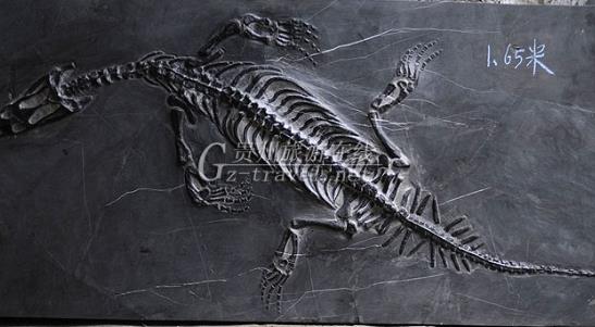 中國(guó)最大的魚龍化石 西藏采集到10米長(zhǎng)魚龍化石