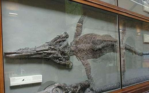 中國(guó)最大的魚龍化石 西藏采集到10米長(zhǎng)魚龍化石