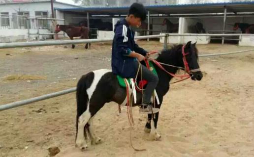中國最矮的馬 廣西保德矮馬成熟體高為86—106厘米