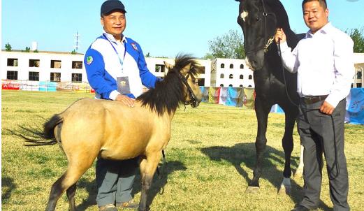 中國最矮的馬 廣西保德矮馬成熟體高為86—106厘米