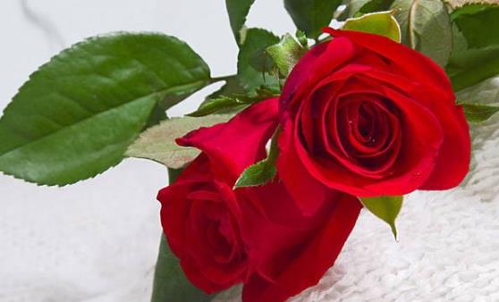 玫瑰花語:玫瑰花數量代表什么含義 玫瑰花語顏色代表什么寓意