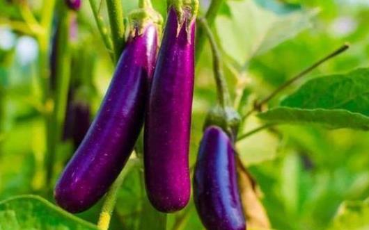 哪些人不宜吃茄子?茄子有哪些作用?