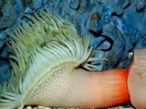 震驚,這是什么海洋生物長得如此有型?求鑒定