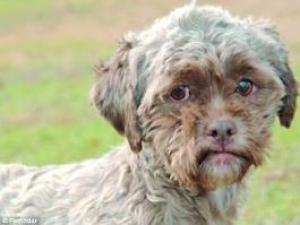 美國人面狗長相與人類酷似而走紅 特別是嘴巴