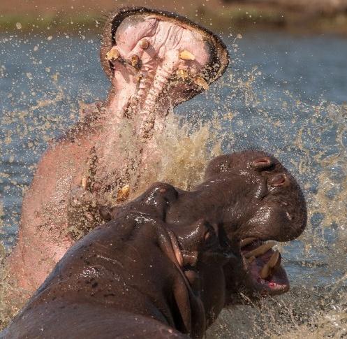 ץ���Ϸǃ��^���R���I�����l���𣬏��_Ѫ����˺ҧ�����D