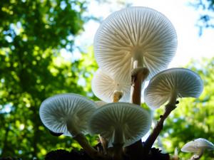 哺乳期可以吃蘑菇嗎?吃蘑菇的做法