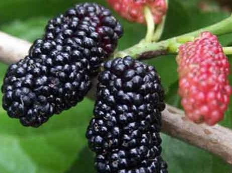 產婦可以吃桑葚嗎?產婦吃桑葚有什么好處