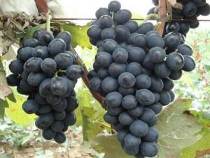 產婦坐月子能吃葡萄嗎?月子里可以吃葡萄嗎